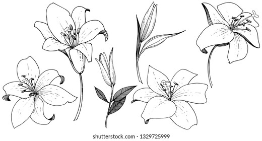 Vector Lily floral botanical flower. Wild spring leaf wildflower isolated. Black and white engraved ink art. Isolated lilies illustration element on white background.