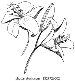 Vector Lily floral botanical flower. Wild spring leaf wildflower isolated. Black and white engraved ink art. Isolated lilies illustration element on white background.