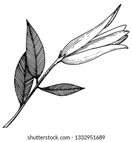 Vector Lily floral botanical flower. Wild spring leaf wildflower isolated. Black and white engraved ink art. Isolated lilies illustration element on white background.