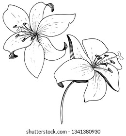 Vector Lily floral botanical flower. Wild spring leaf wildflower isolated. Black and white engraved ink art. Isolated lilies illustration element on white background.