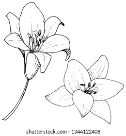 Vector Lily floral botanical flower. Wild spring leaf wildflower isolated. Black and white engraved ink art. Isolated lilies illustration element on white background.