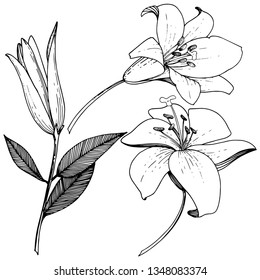 Vector Lily floral botanical flower. Wild spring leaf wildflower isolated. Black and white engraved ink art. Isolated lilies illustration element on white background.