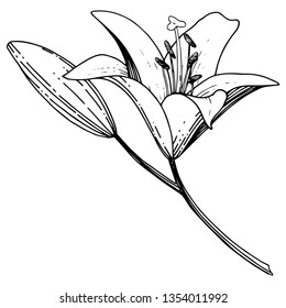 Vector Lily floral botanical flower. Wild spring leaf wildflower isolated. Black and white engraved ink art. Isolated lilies illustration element on white background.