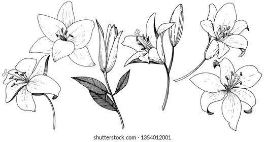 Vector Lily floral botanical flower. Wild spring leaf wildflower isolated. Black and white engraved ink art. Isolated lilies illustration element on white background.