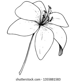 Vector Lily floral botanical flower. Wild spring leaf wildflower. Black and white engraved ink art on white background. Isolated lilium illustration element.