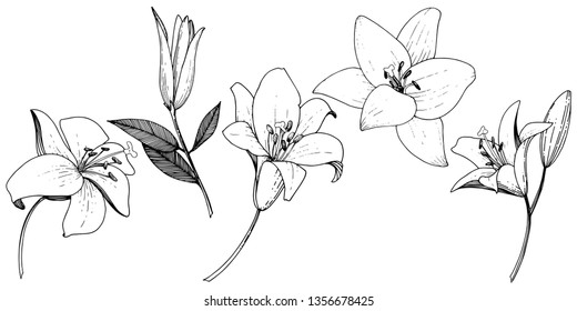 Vector Lily floral botanical flower. Wild spring leaf wildflower isolated. Black and white engraved ink art. Isolated lilies illustration element on white background.