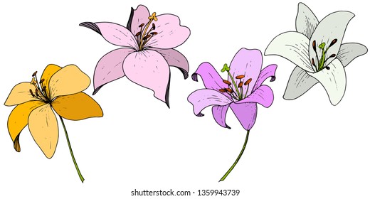 Vector Lily floral botanical flower. Wild spring leaf wildflower. Engraved ink art on white background. Isolated lilium illustration element.
