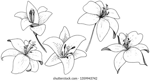 Vector Lily floral botanical flower. Wild spring leaf wildflower. Black and white engraved ink art on white background. Isolated lilium illustration element.