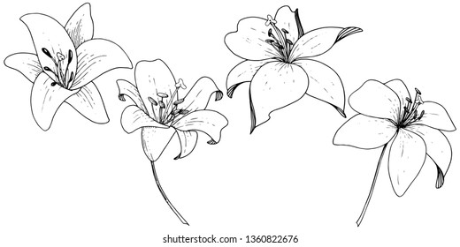 Vector Lily floral botanical flower. Wild spring leaf wildflower. Black and white engraved ink art on white background. Isolated lilium illustration element.