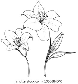 Vector Lily floral botanical flower. Wild spring leaf wildflower isolated. Black and white engraved ink art. Isolated lilies illustration element on white background.