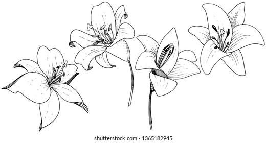 Vector Lily floral botanical flower. Wild spring leaf wildflower. Black and white engraved ink art on white background. Isolated lilium illustration element.