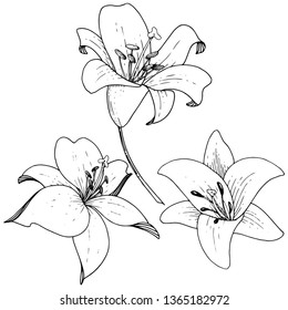 Vector Lily floral botanical flower. Wild spring leaf wildflower. Black and white engraved ink art on white background. Isolated lilium illustration element.