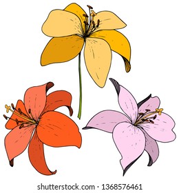 Vector Lily floral botanical flower. Wild spring leaf wildflower. Engraved ink art on white background. Isolated lilium illustration element.