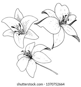 Vector Lily floral botanical flower. Wild spring leaf wildflower. Black and white engraved ink art on white background. Isolated lilium illustration element.