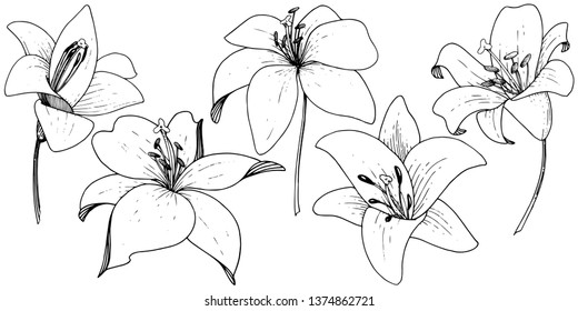 Vector Lily floral botanical flower. Wild spring leaf wildflower. Black and white engraved ink art on white background. Isolated lilium illustration element.