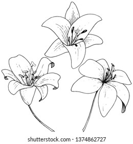 Vector Lily floral botanical flower. Wild spring leaf wildflower. Black and white engraved ink art on white background. Isolated lilium illustration element.