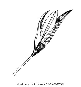 Vector Lily floral botanical flower. Wild spring leaf wildflower isolated. Black and white engraved ink art. Isolated lilium illustration element.