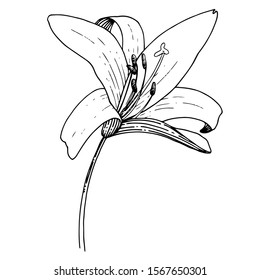 Vector Lily floral botanical flower. Wild spring leaf wildflower isolated. Black and white engraved ink art. Isolated lilium illustration element.