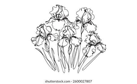Vector Lily floral botanical flower. Engraved ink art on white background. Isolated lilium illustration element.