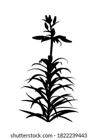 vector lily flower buds silhouette isolated on white background