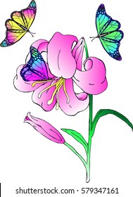 Vector Lily flower and butterflies on white background