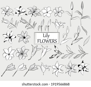 Vector lily flower. Contour drawing. Line art. Set of plants with lily flower.