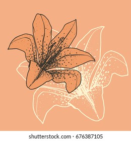 Vector lily flower hand drawn on pastel background