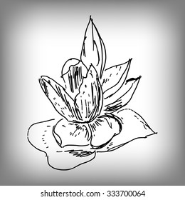 Vector lily flower. Illustration by hand. Monochrome drawing