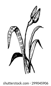a vector lily flower ink sketch graphics