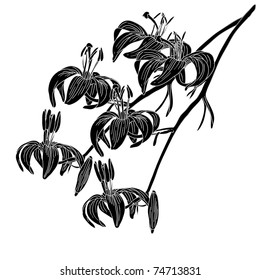 vector lily flower isolated on white background