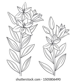vector lily flower leave plant coloring book