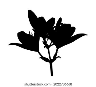 vector lily flower silhouette isolated on white background