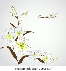 vector lily flowers background