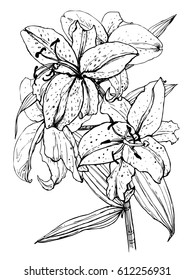 Vector lily flowers bunch. Ink drawing on white background. Lily blooming sketch