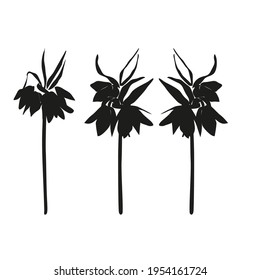 Vector lily flowers isolated black. Realistic hand drawn flower illustration set on white background.