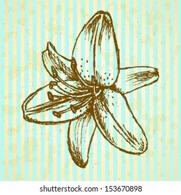 Vector lily, vintage sketch background