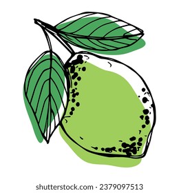 Vector lime clipart. Hand drawn citrus icon. Fruit illustration. For print, web, design, decor
