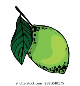 Clipart de cal vectorial. Icono de cítricos dibujado a mano. Ilustración de fruta. Para impresión, web, diseño, decoración