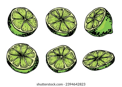 Vector lime clipart. Hand drawn citrus set. Fruit illustration. For print, web, design, decor