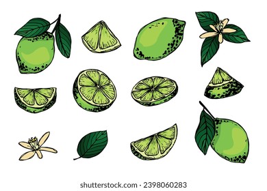 Clipart de cal vectorial. Juego de cítricos dibujados a mano. Ilustración de fruta. Para impresión, web, diseño, decoración