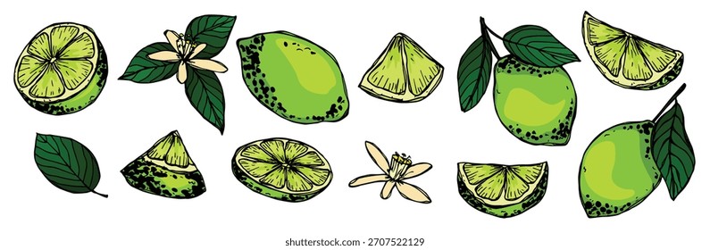 Vektor-Kalk-Clipart. Handgezeichnetes Zitrusset. Illustration der Früchte. Für Print, Web, Design, Dekoration