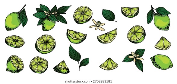 Clipart de cal vetorial. Conjunto de citrinos desenhado à mão. Ilustração de fruta. Para impressão, web, design, decoração