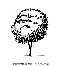 Vector lime tree ink sketch. Hand drawn lime tree illustration
