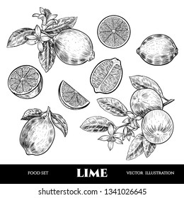 Vector limes hand drawn sketch. Sketch vector  food illustration. Vintage style