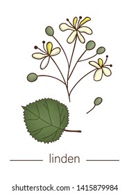 Vector linden icon. Colored wild flower illustration. Colored cartoon style honey plant isolated on white background
