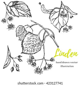 Vector linden illustration.Linden flowers.Healing,cosmetics herb.Medical plant.Botanical plant.Great design for natural,organic products.