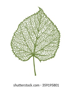 Vector linden leaf, isolated on white background 