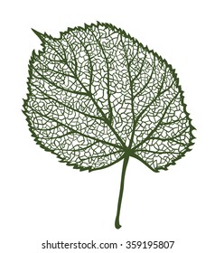Vector linden leaf, isolated on white background 