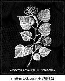 Vector linden tree branch with flowers, leaves, isolated, white sketch on dark background.