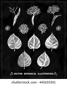 Vector linden tree flowers, leaves, isolated, white sketch on dark background.